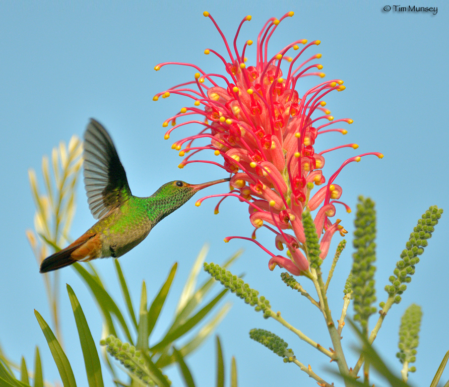 Rufous-tailed Hummingbird feeding